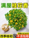 桂室内阳台盆栽金桂花苗室外庭院可食用花卉绿植 八月桂花树苗四季