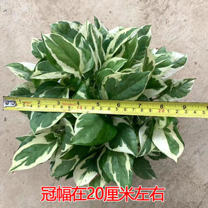 白金葛盆栽雪花绿萝室内阳台花卉观叶植物四季常青净化空气易养护