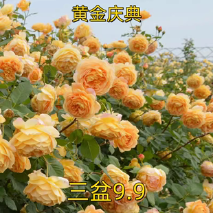 四季 藤本月季 开花特大花浓香爬藤植物玫瑰花盆栽 黄金庆典中苗