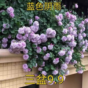 蓝色阴雨月季 盆栽花卉开花偏紫色藤本玫瑰花 花苗爬藤大花浓香四季