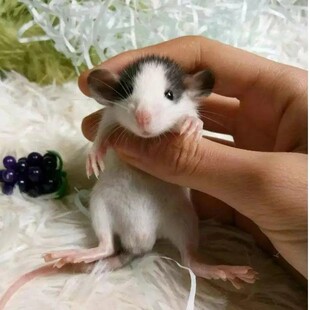 飞象耳花枝鼠活体宠物亲人幼鼠暹罗卷毛哈士奇正脸仓鼠