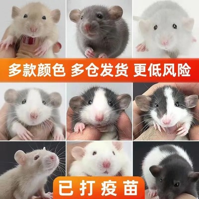 飞象耳花枝鼠活体宠物亲