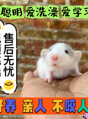 家养花枝鼠哈士奇不咬人浅蓝色纯金卷毛宿舍学生小朋友手养宠物