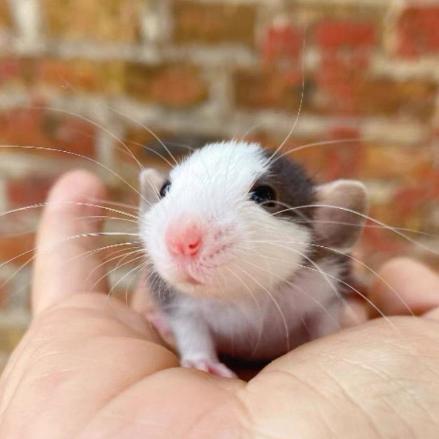 花枝鼠活体不咬人非仓鼠金丝熊暹罗宿舍宠物幼崽亲人可爱家养正脸,宠物/宠物食品及用品,仓鼠,淘宝优惠券,粉丝福利购,淘宝优惠卷