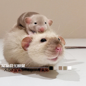 俄血大体花枝鼠活物宠物亲人幼崽宿舍异宠小朋友饲养超乖视频挑选