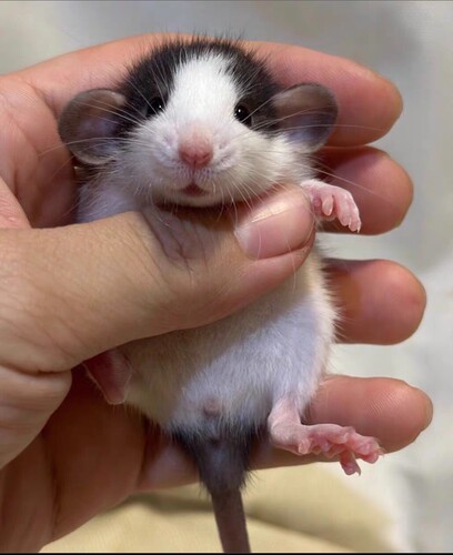 花枝鼠活体卷毛易养家养粘人小宠物活物宿舍网红儿童萌宠健康亲人