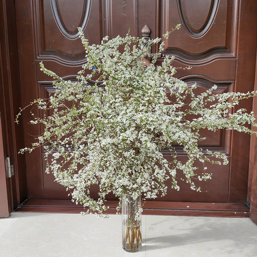 干枝雪柳多少钱 干枝雪柳价格 小麦优选