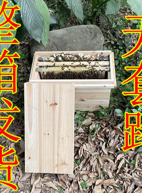 中华蜂土蜂养殖带阿坝蜂王带脾蜜