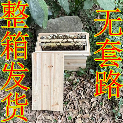 蜜蜂中蜂蜂群中蜂中华蜂土蜂养殖带阿坝蜂王带脾蜜蜂活群笼蜂土蜂