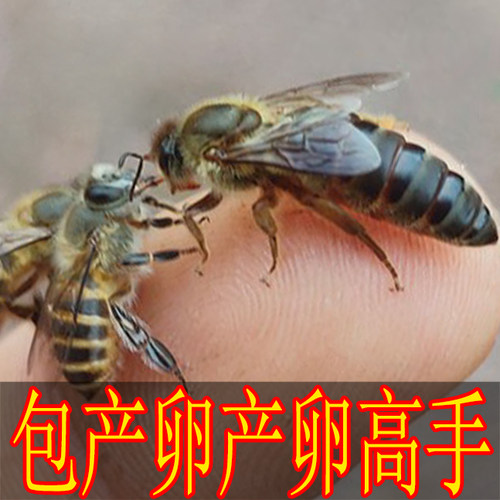 中蜂蜜蜂王种王纯种高产优质土蜂