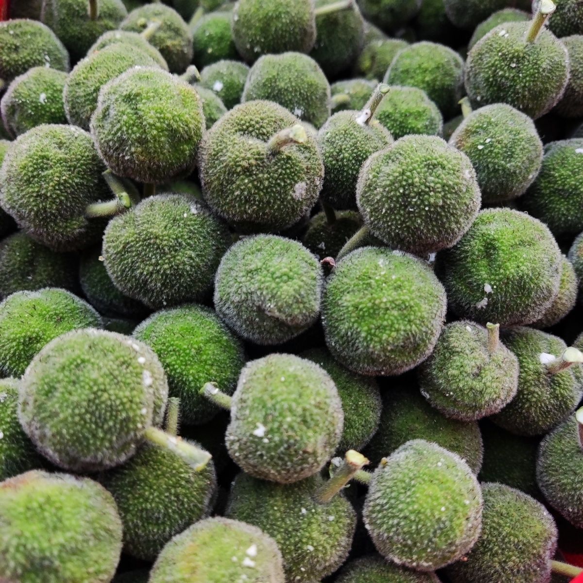 25年晒干构树桃现摘野生楮桃构树果楮实子农家楚不就果子泡酒包邮