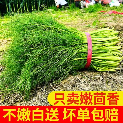 农家小茴香菜新鲜现割茴香苗菜大回香菜荤香现货蔬菜混香3斤包邮