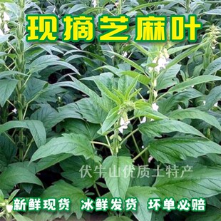 26年新鲜芝麻叶露天现摘绿芝麻叶商用绰水芝麻叶凉拌蔬菜现货包邮