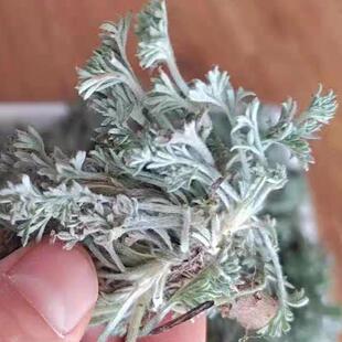 25新品现挖白蒿新鲜茵陈天然时令野菜农家茵陈蒿蒸菜春季野生现货