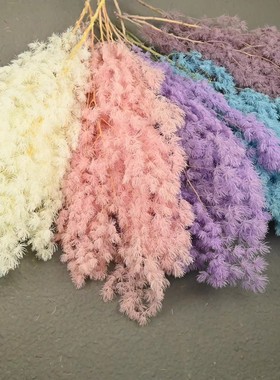 永生花干花diy圣诞树真花束花材蓬莱松软装北欧风花束家居材料