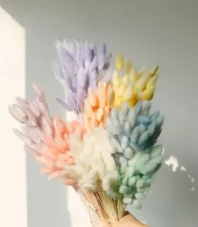 永生花兔尾草狗尾巴草干花真花家居装饰摆件花艺玻璃罩浮游花材料