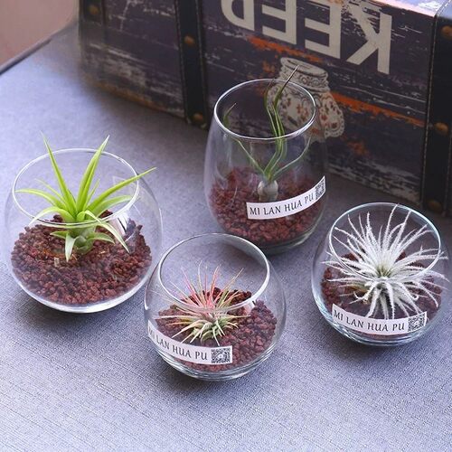 创意简约玻璃透明花瓶玻璃瓶水培植物绿萝铜钱草水培花瓶插花摆件