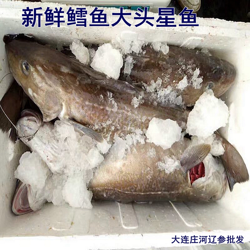 庄河海鲜特产 大连庄河野生海捕鲜活鳕鱼 大头鱼 大头星鱼
