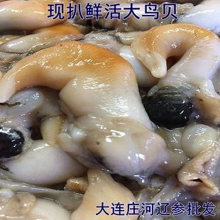 庄河海鲜特产 大连庄河特产 黄海野生海捕  手扒大鸟贝肉 黄鸟贝