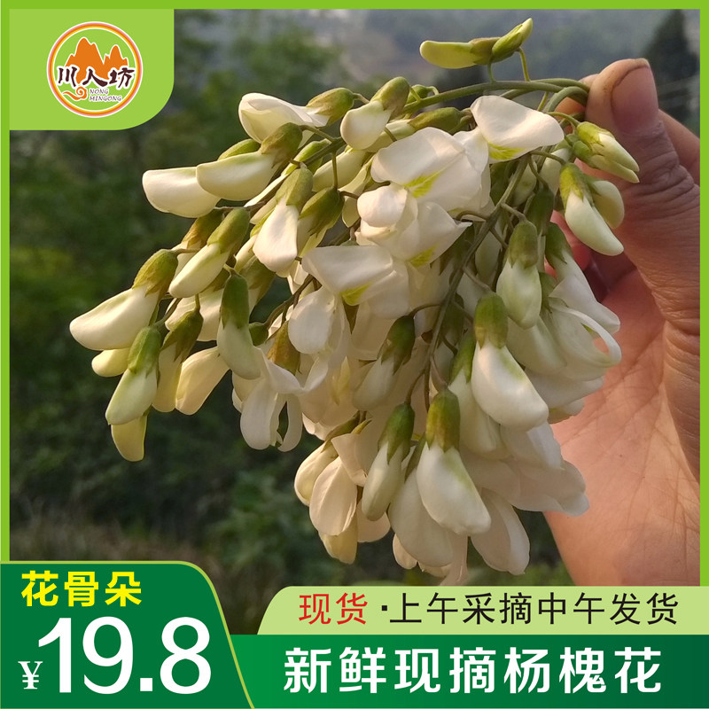 现货2024新鲜现摘野生洋杨槐花农家蔬菜杨槐花非干槐花3斤装包邮