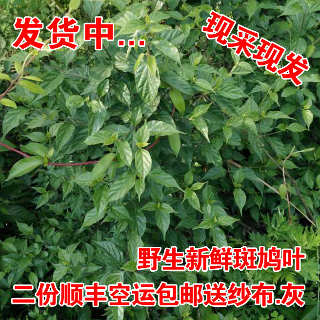 四川新鲜斑鸠叶凉粉臭老婆臭黄荆叶豆腐翡翠绿豆腐绿婢树叶包邮