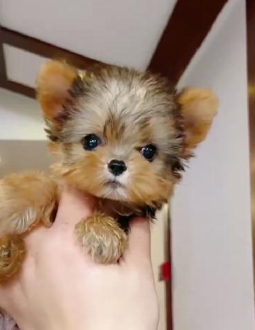 纯种小体约克夏幼犬小型犬约克夏金头银背约克夏宠物狗狗茶杯犬