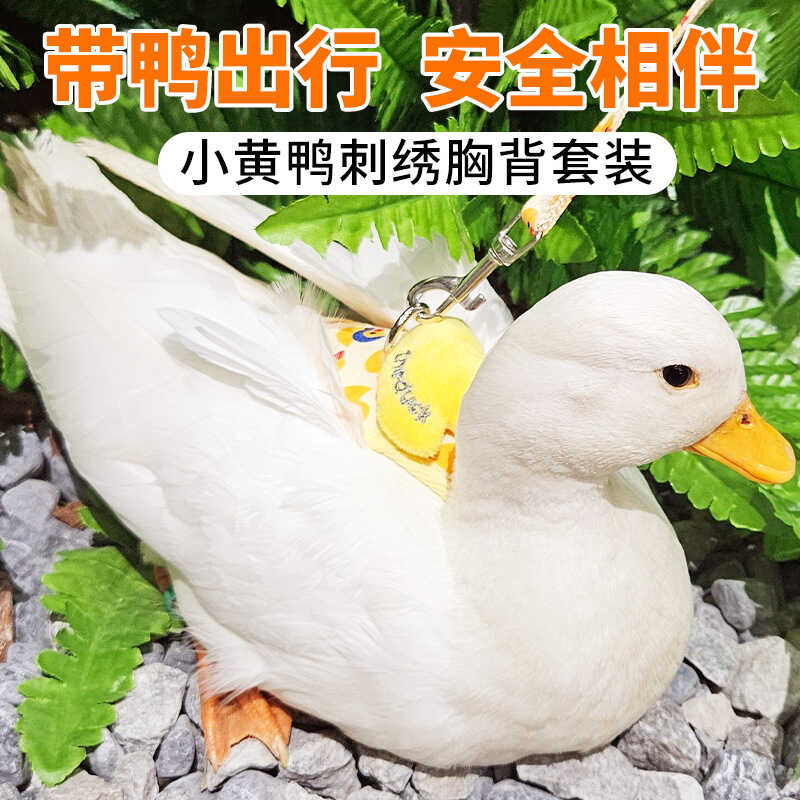柯尔鸭兔子猫咪牵引绳防挣脱