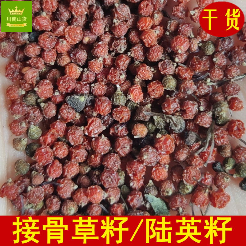 正宗接骨草籽 陆英子籽包邮 走马风臭草七叶根八棱麻籽可种植用途