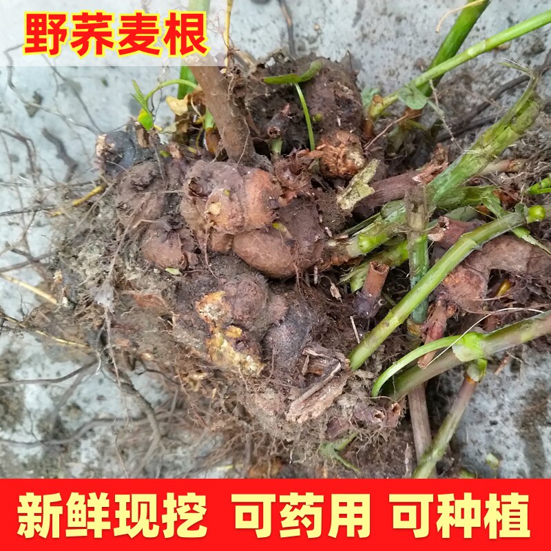 新鲜现挖野荞麦根5斤 四川野兰荞野生苦荞麦根苗可种金桥麦干货粉