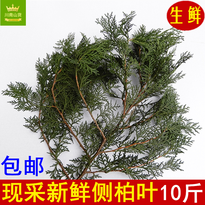 新鲜野生侧柏叶泡酒乌黑头发现采扁柏枝叶10斤包邮防脱生发中药材