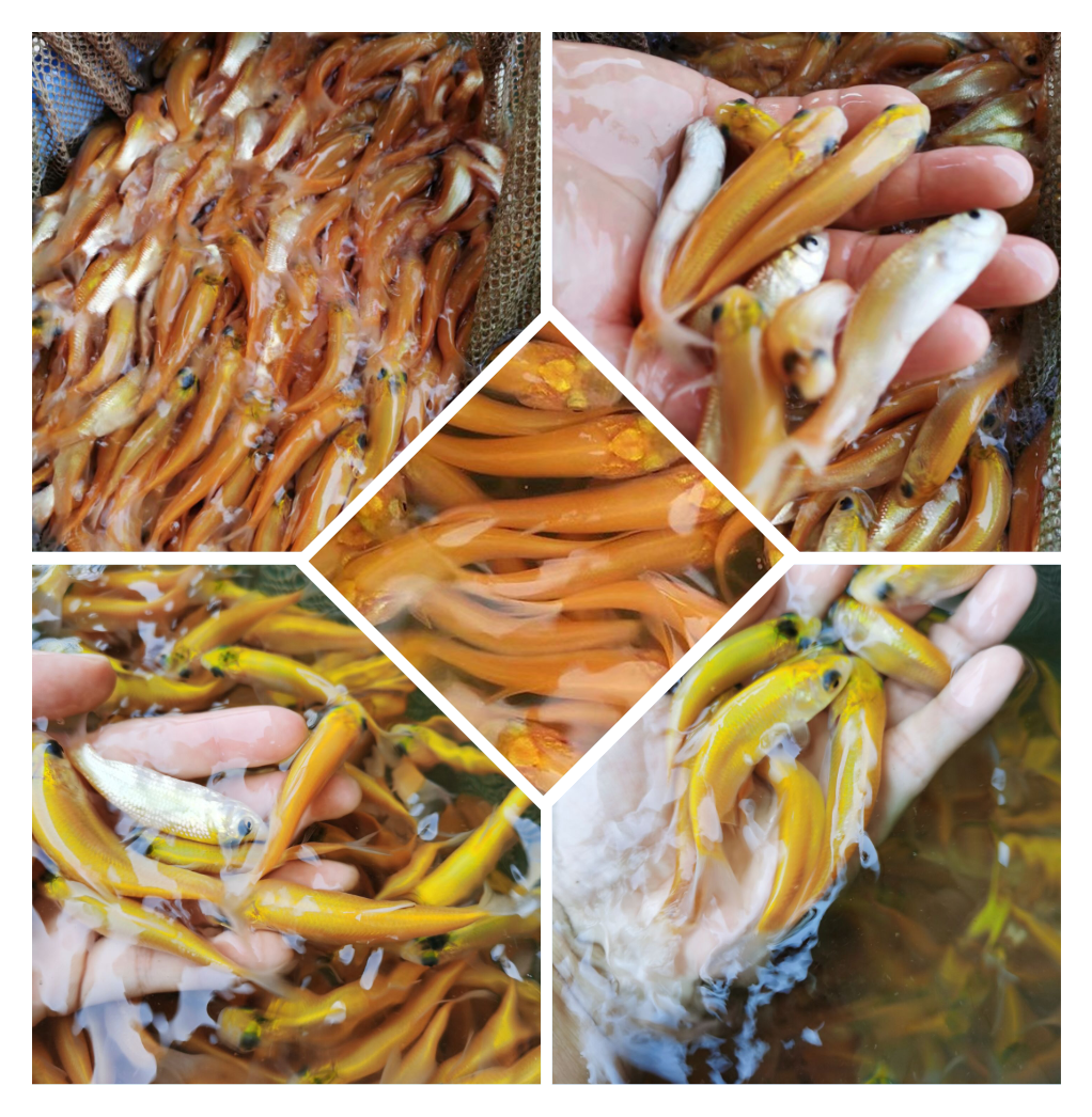 淡水养殖金草鱼名贵鱼稀有品种俄罗斯金草鱼 淡水鱼活体包邮包活