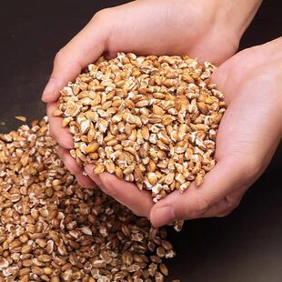 藏式高原藏青稞供护法专用青稞甘露家用烟供煨桑供奉火供熟青稞