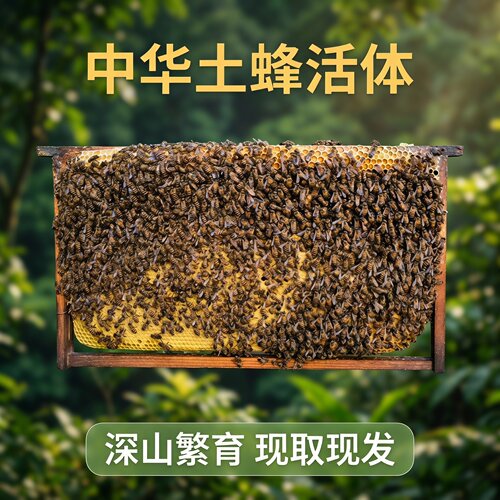 蜜蜂蜂群土蜂中华带箱活体