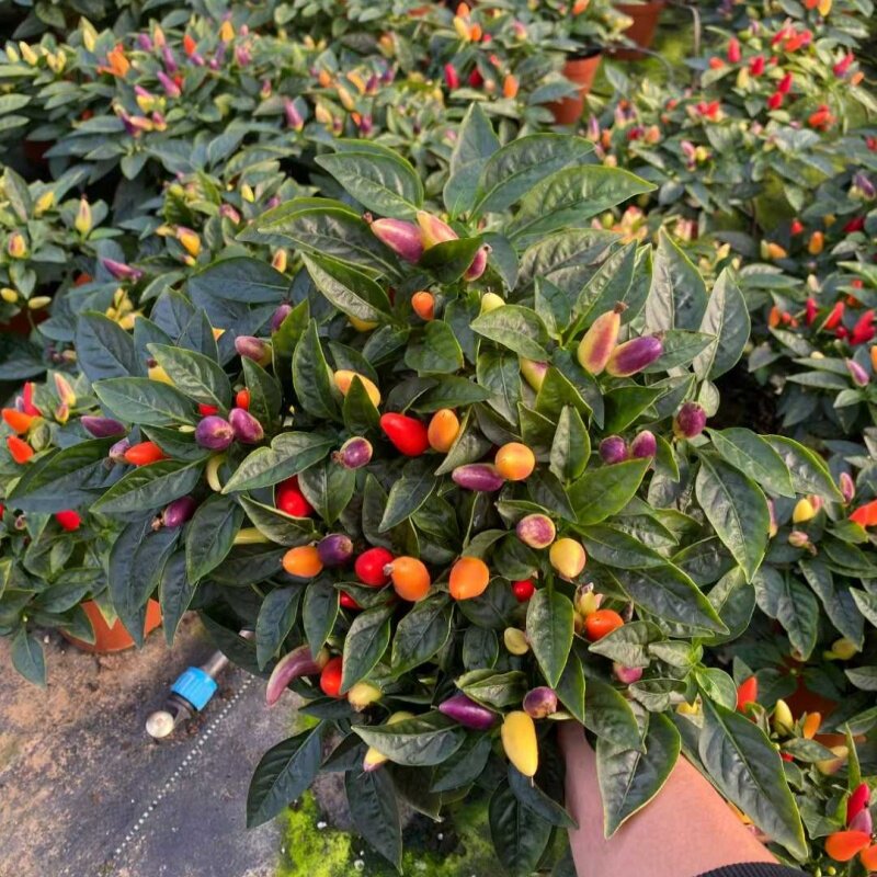 小青椒辣椒五彩椒苹果椒盆栽可食用植物带果阳台庭院室外花卉植物
