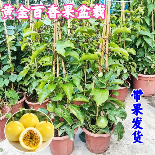 黄金百香果盆栽可食用好养植物