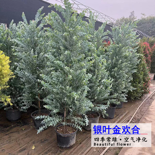 银叶金合欢盆栽绿植庭院花园配搭耐热耐寒四季常绿空气净化植物