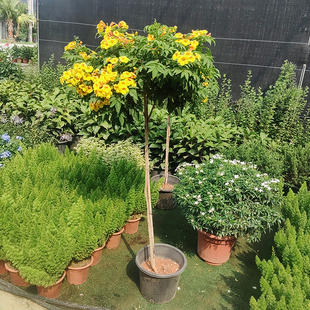 橙钟花盆栽鲜花植物花卉花园阳台室外种植耐晒易活花多年生花期长