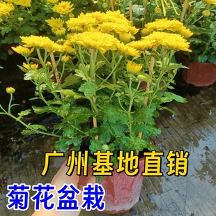 菊花盆栽金丝菊盆栽带花菊花苗四季开花室内阳台庭院年宵花卉植物