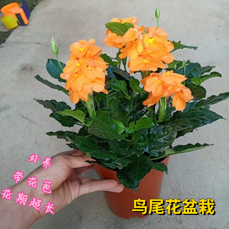 鸟尾花盆栽阳台庭院宿根好养四季开花带花苞花期长常绿花卉植物 鲜花速递/花卉仿真/绿植园艺 时令草本花卉 原图主图