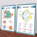 眼镜店装 饰画眼科眼镜知识海报纸眼球结构解剖图验光流程标准挂画