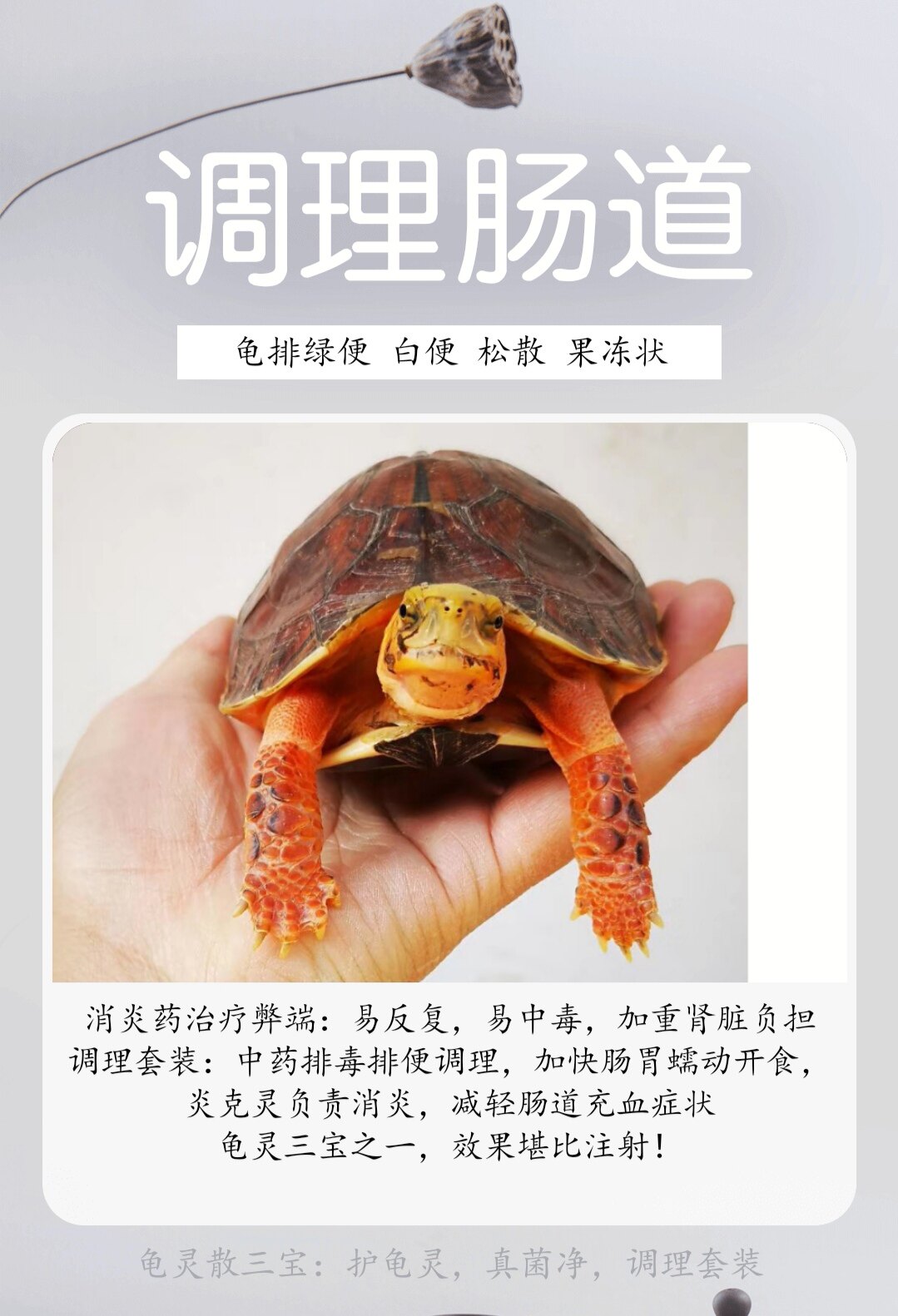 龟灵散乌龟肠胃拉稀排便异常拒食少食挑食下山龟调理加快开食