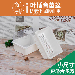 生石花盆多肉育苗盆肉锥切糕盆育苗框多肉叶插盘育苗盘闷养播种盒