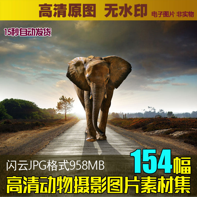 动物摄影图片高清素材图库狮子老虎大象骏马北极熊装饰画设计图片