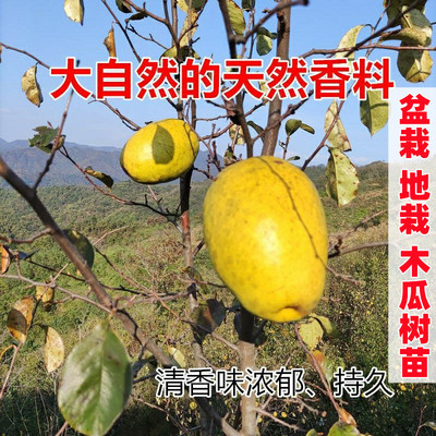 多年生木瓜闻香木瓜泡酒