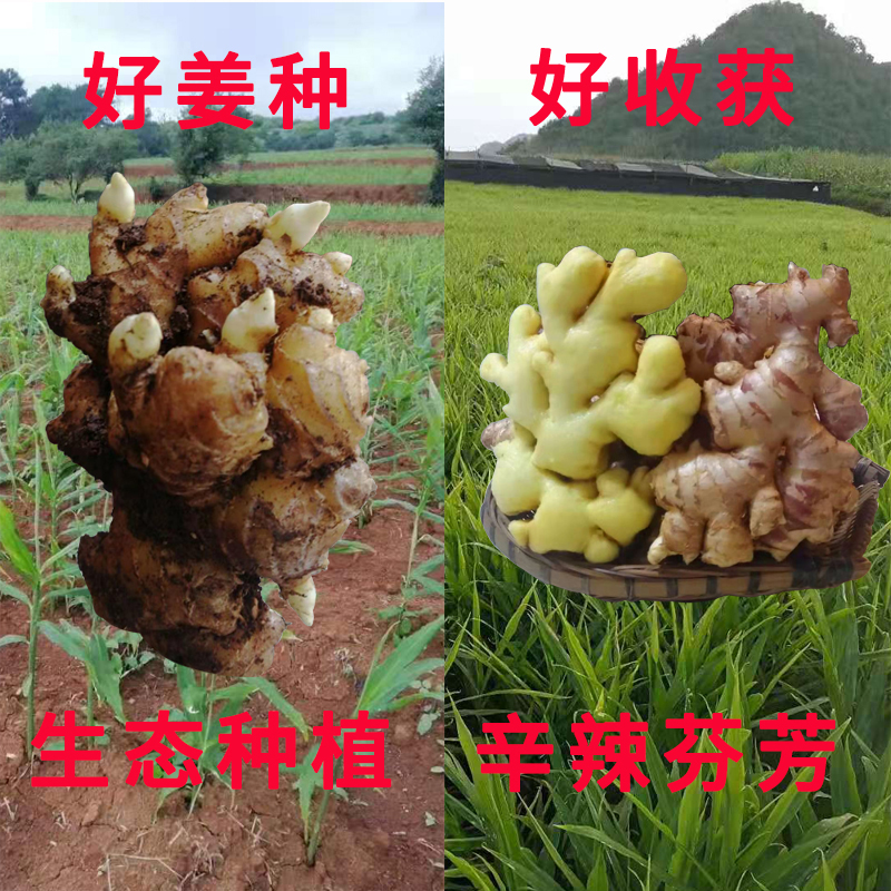 云南小黄姜辣生姜姜种带芽农家种植老姜种子可种生姜苗1斤5斤包邮