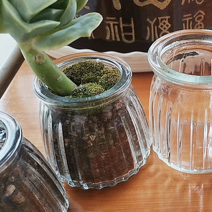 多肉花盆透明水培多肉玻璃瓶小号迷你多肉养殖小花盆仙人球种植盆