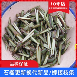 软籽石榴嫁接枝条荥阳河阴突尼斯软籽子超软早熟嫁接扦插接穗码子