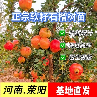 庭院果树荥阳河阴突尼斯慕乐超软籽石榴树苗嫁接盆栽地栽特大果苗