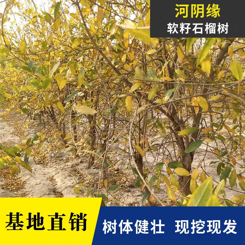 庭院果树正宗荥阳河阴无籽突尼斯软籽石榴树盆地栽特大果苗带土球