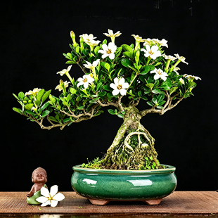 达摩清誉栀子小品观花提根附石一本多杆造型盆景